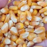 Sementes Agricola MT